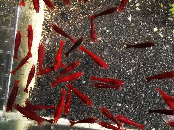 RED CHERRY - 1.5-2.0 CM PLUS 2 EXTRA TO EACH GROUP OF 10 - obrazek 3
